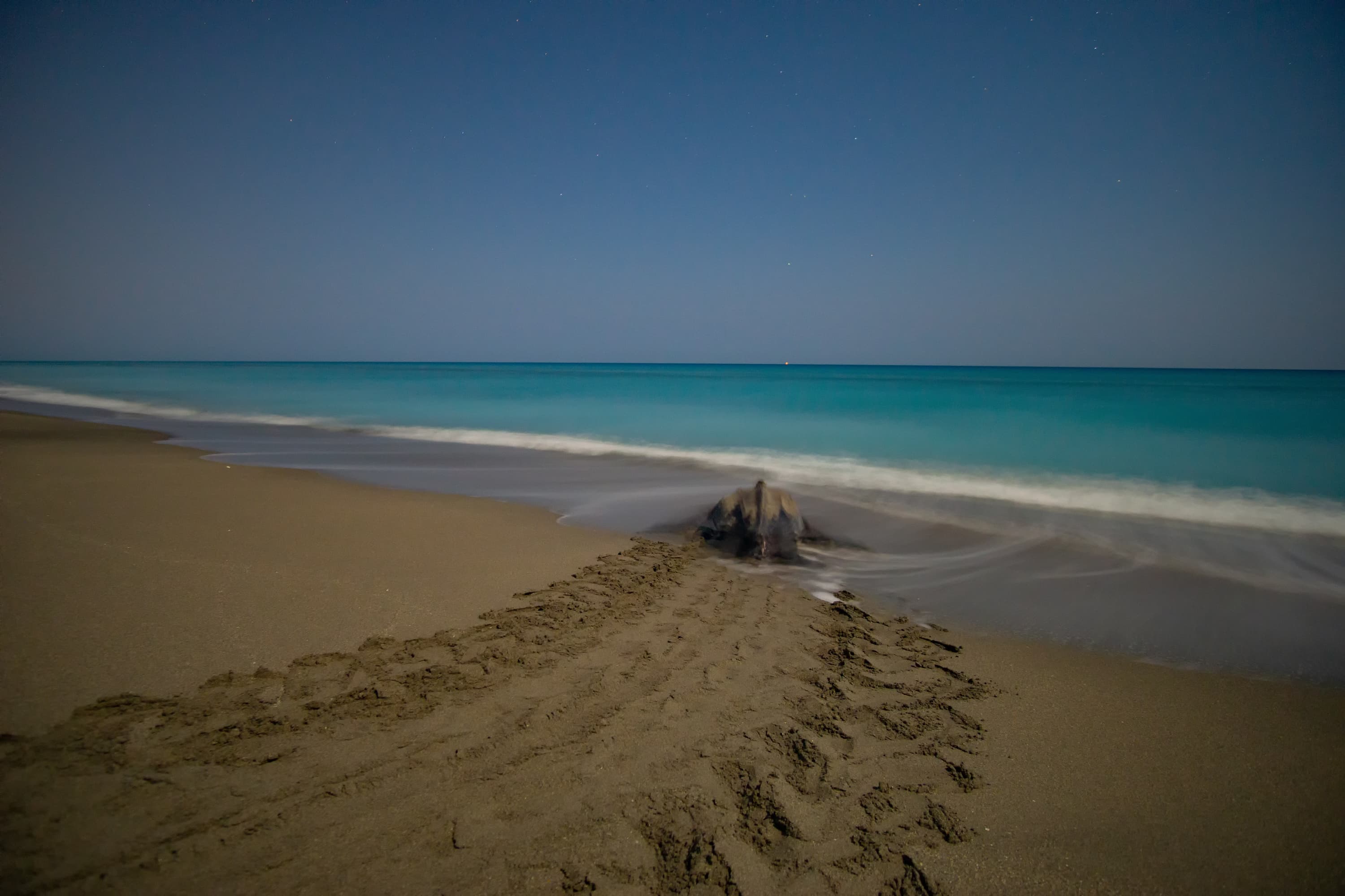 A leatherback sea turtle returning to the ocean at dawn, with a visible drag trail across the sand