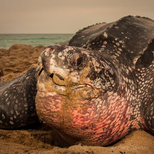 15 turtles in two days!